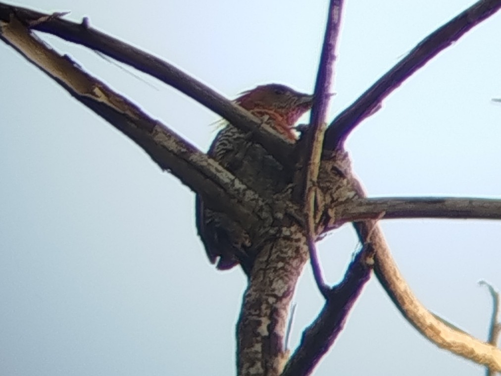 Banded Woodpecker - ML642211174