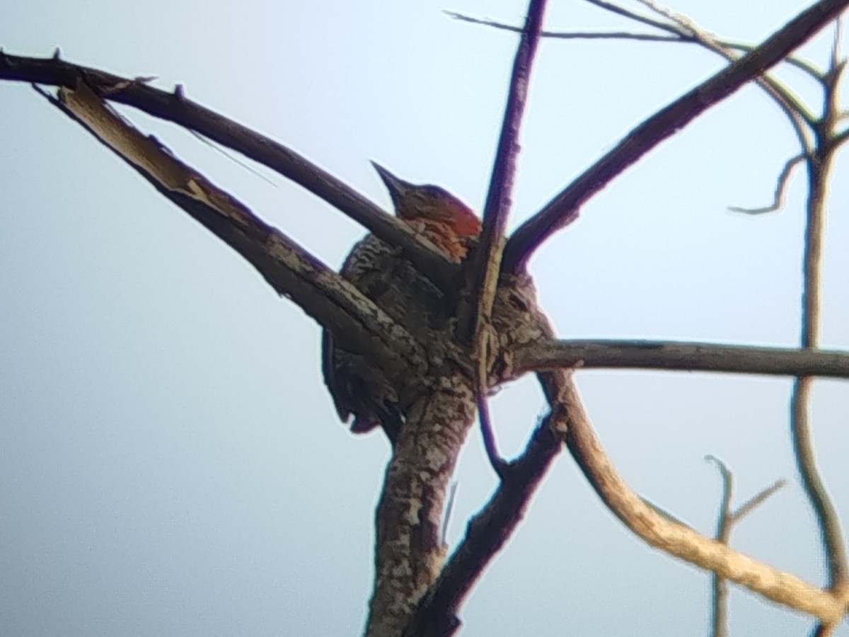 Banded Woodpecker - ML642211175