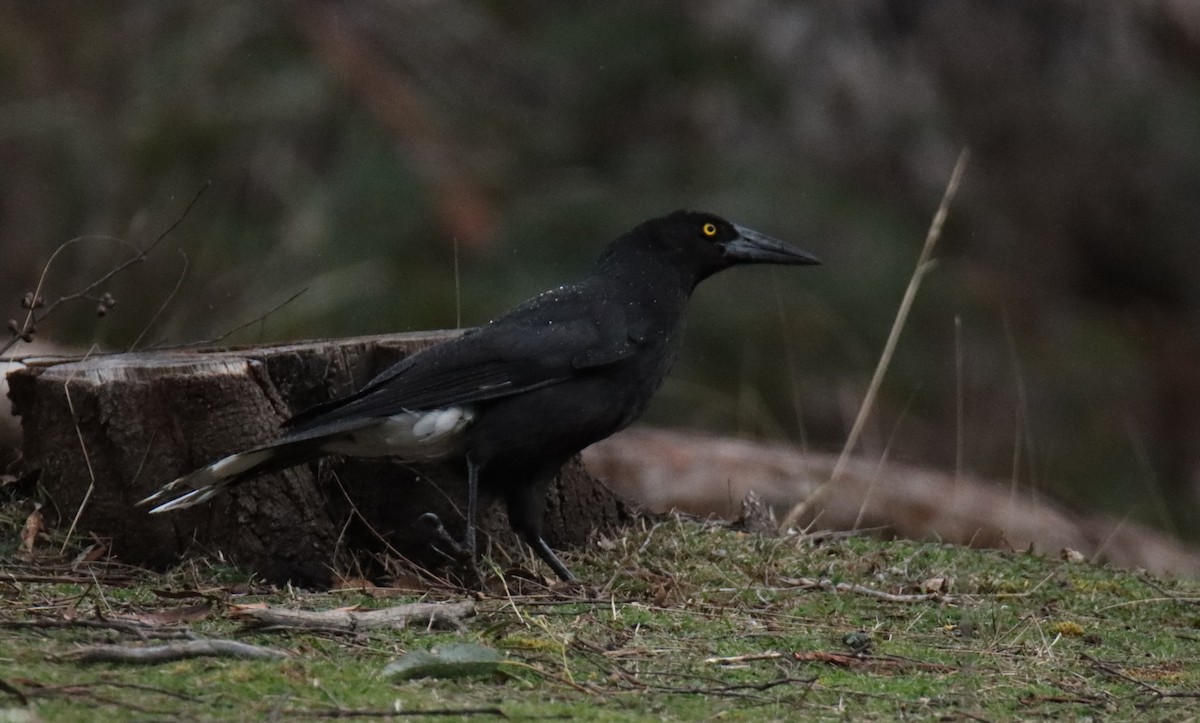Gray Currawong - ML642211201
