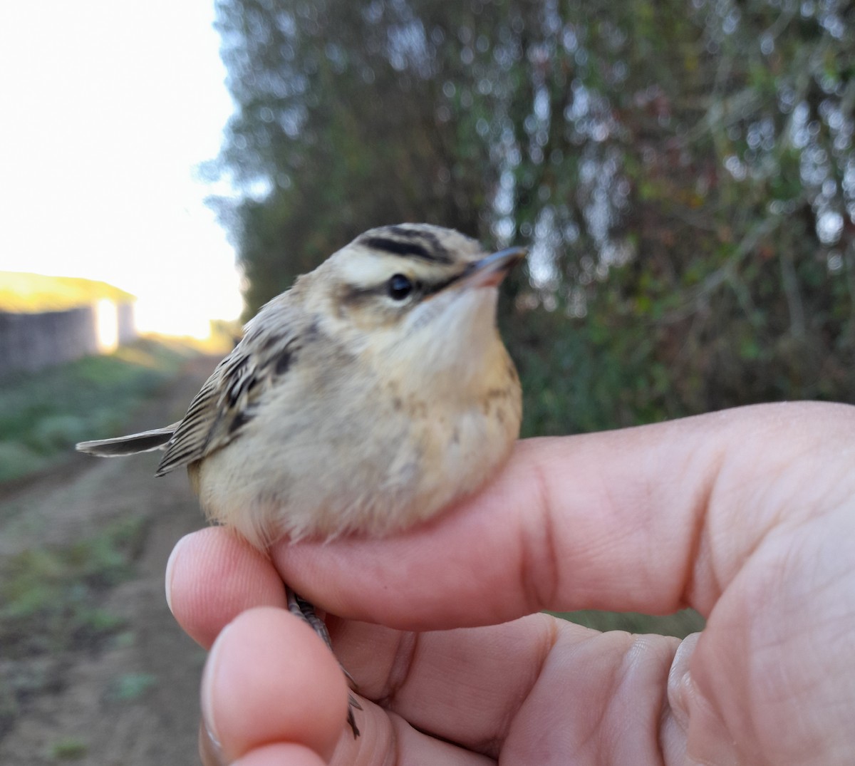 Sedge Warbler - ML642211210