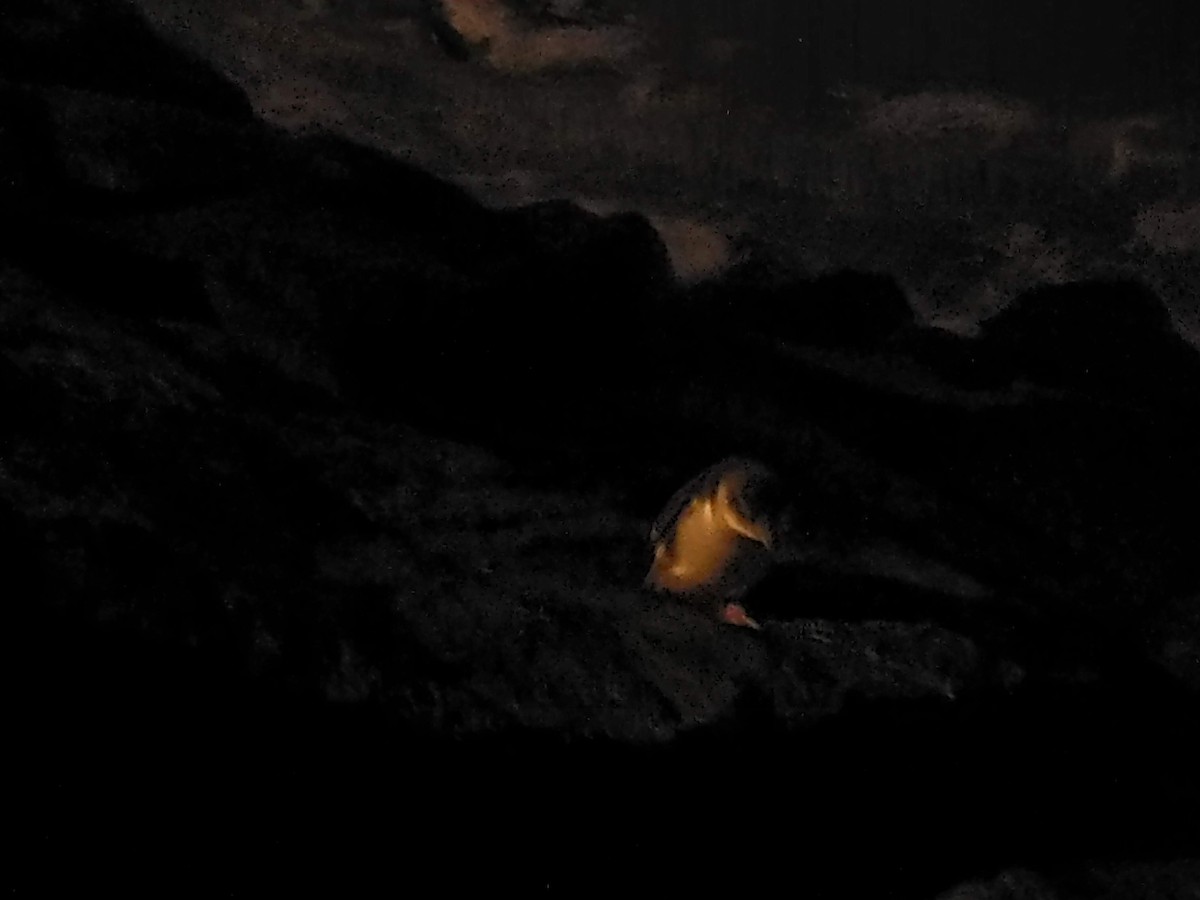 Little Penguin - ML642211211