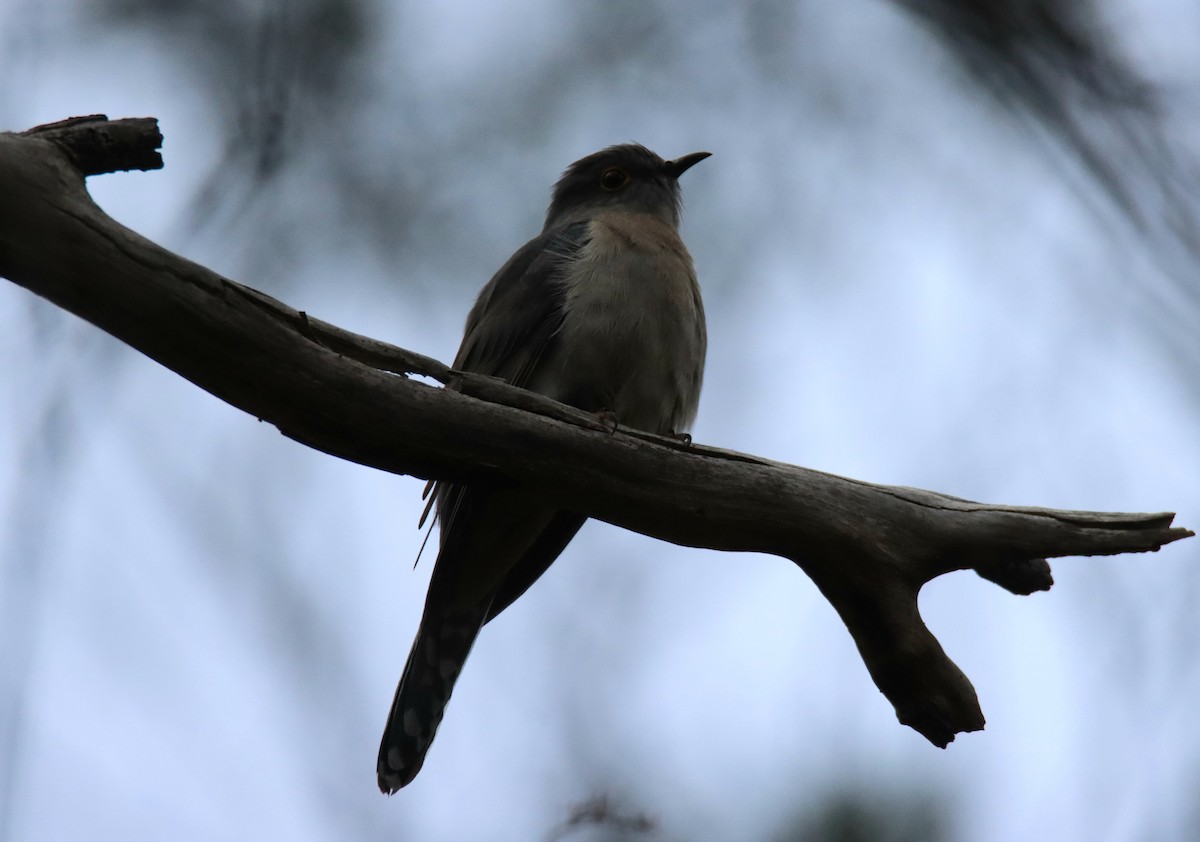 Fan-tailed Cuckoo - ML642211215