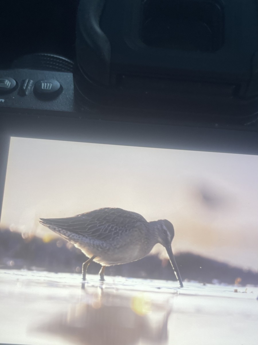 Long-billed Dowitcher - ML642211216