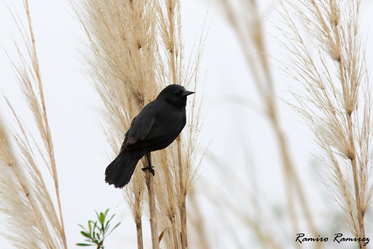 Unicolored Blackbird - ML642211239