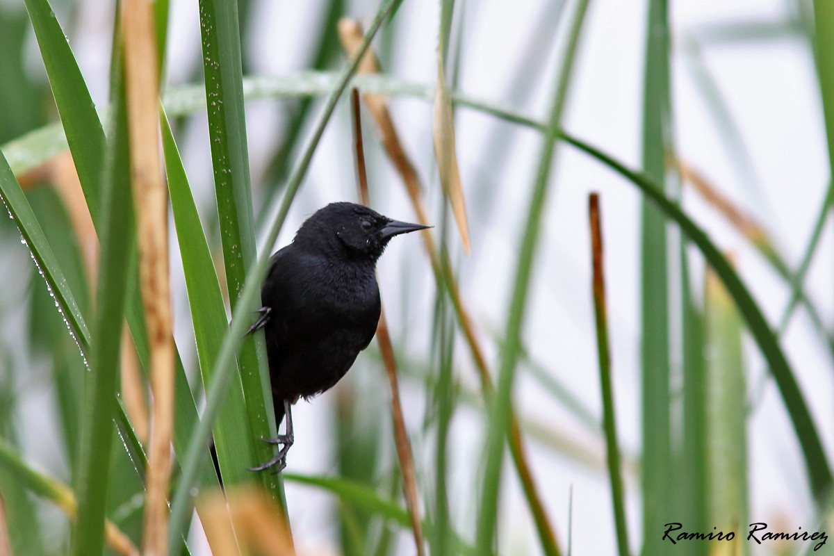 Unicolored Blackbird - ML642211240