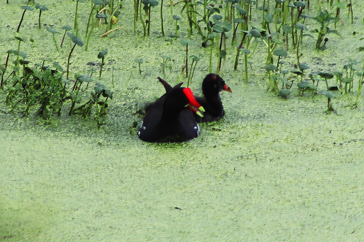 Common Gallinule - ML642211246