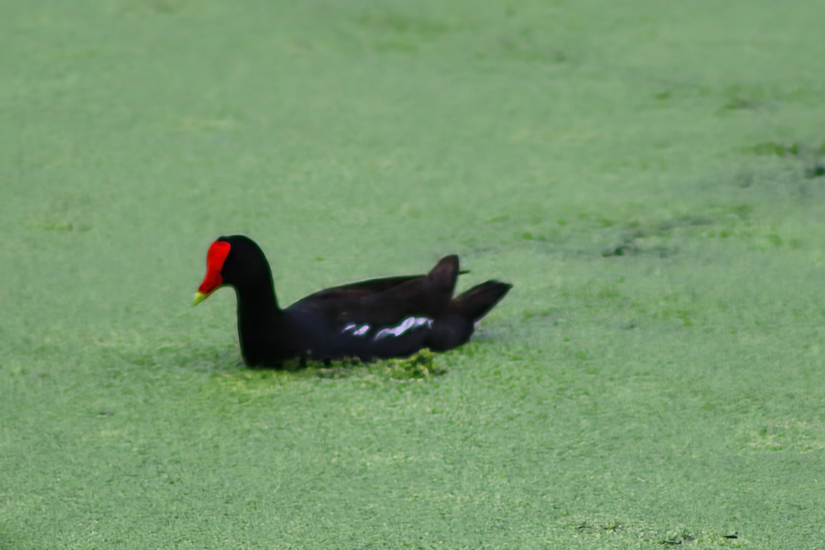 Common Gallinule - ML642211247