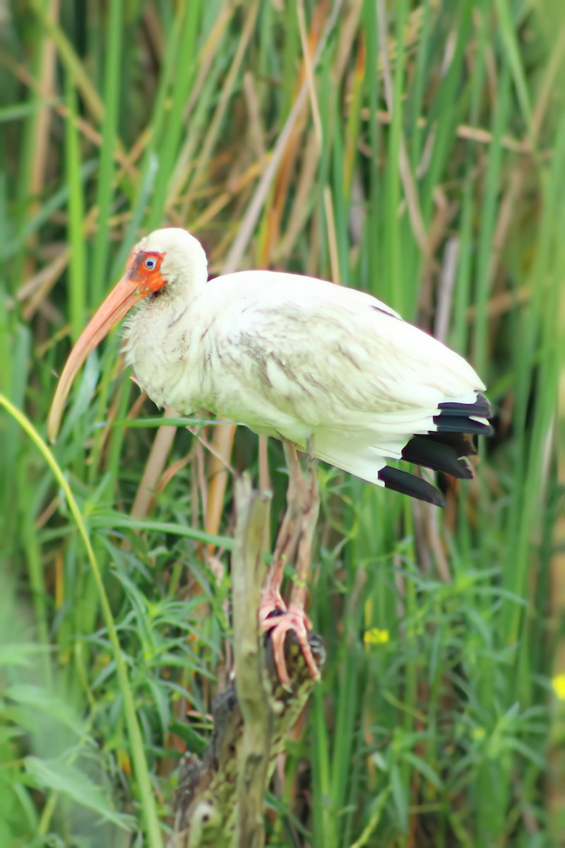 White Ibis - ML642211258