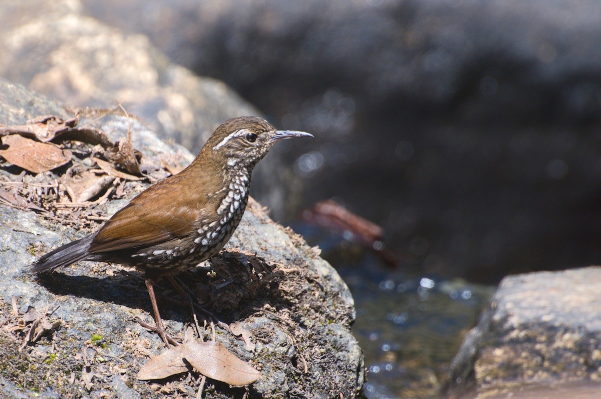 Sharp-tailed Streamcreeper - ML642211269