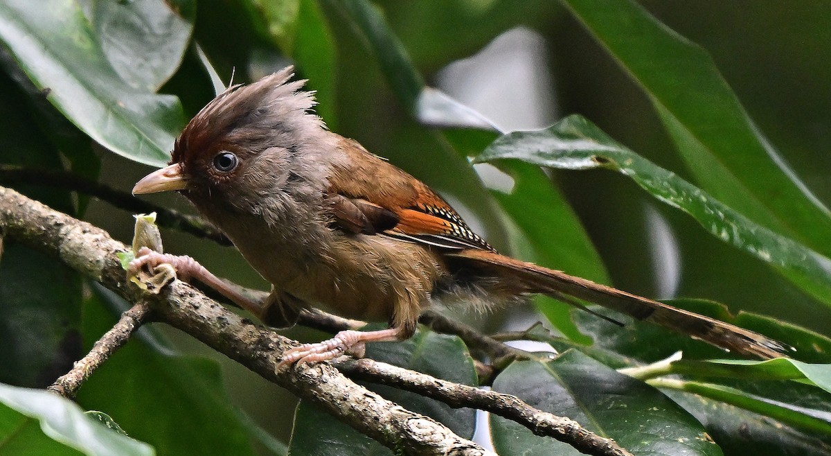 Rusty-fronted Barwing - ML642211282