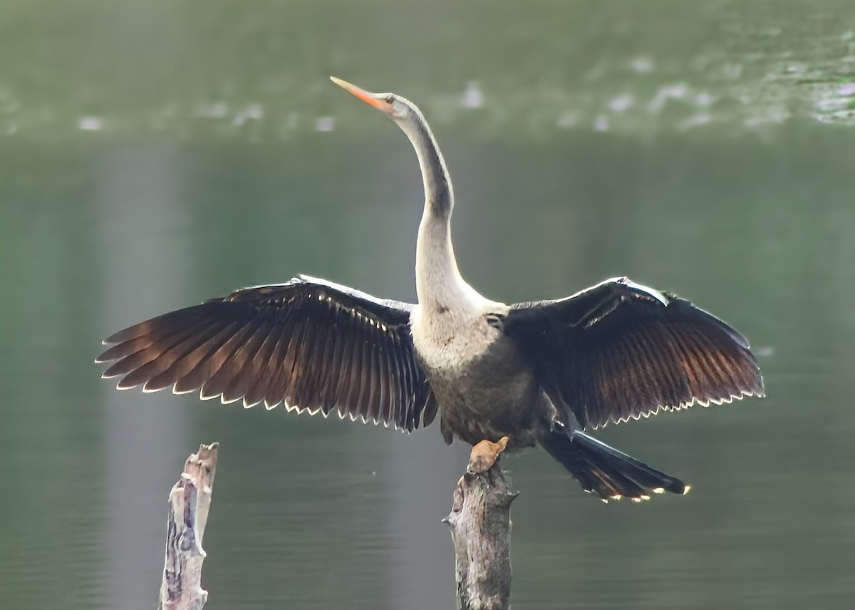 Anhinga - ML642211289
