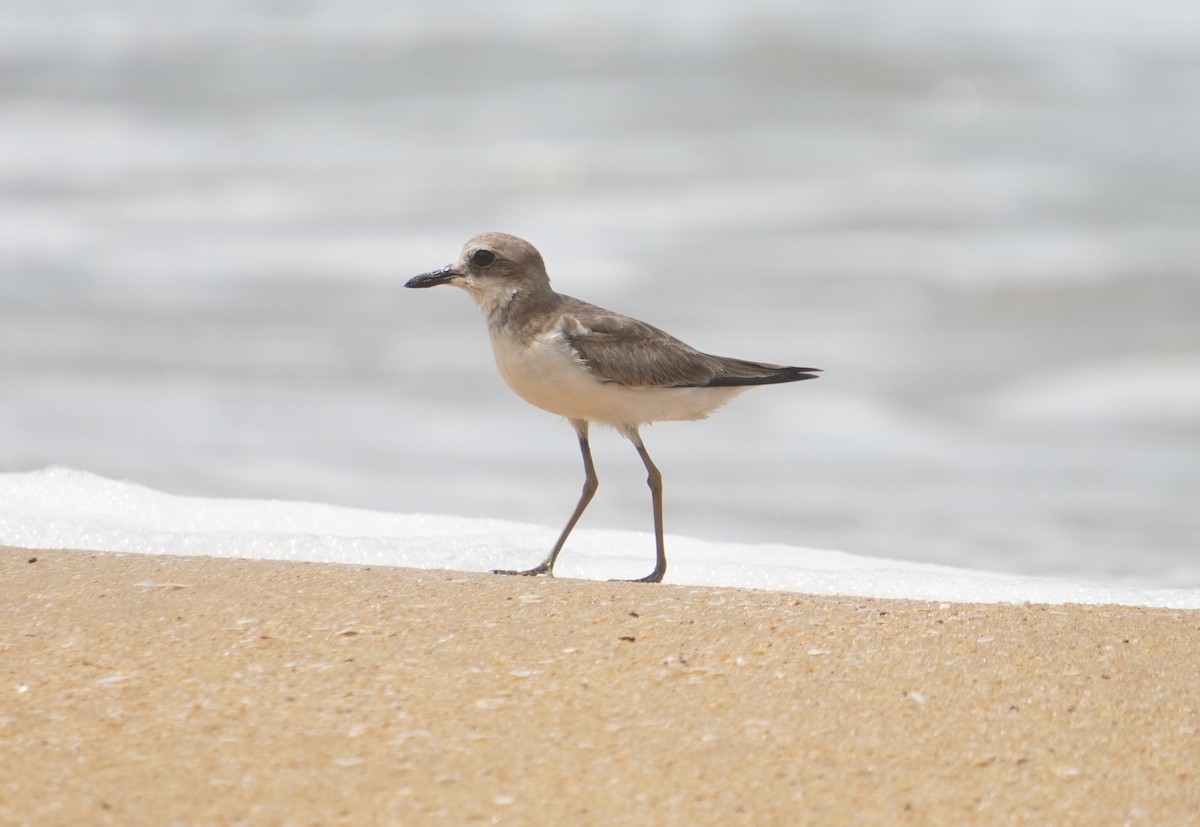 Greater Sand-Plover - ML642211299