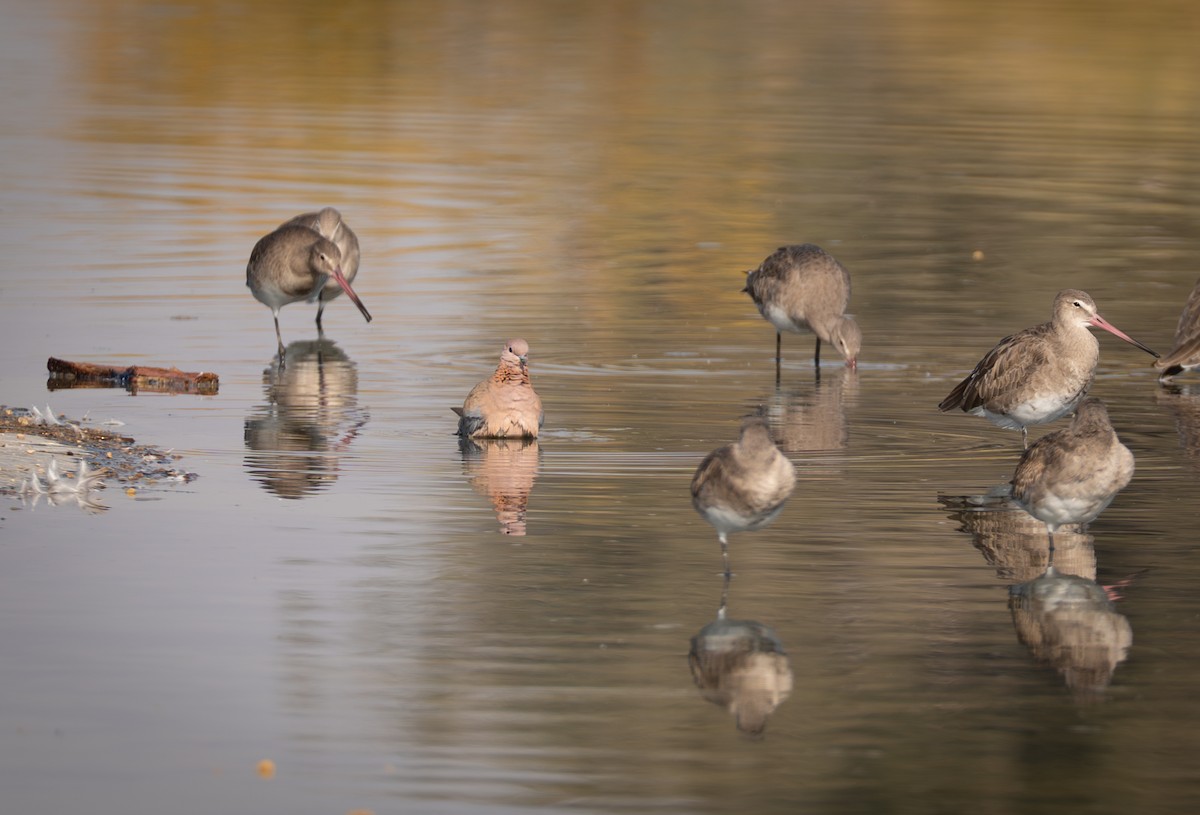 Black-tailed Godwit - ML642211309