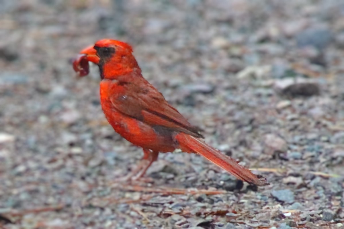 Northern Cardinal - ML642211337