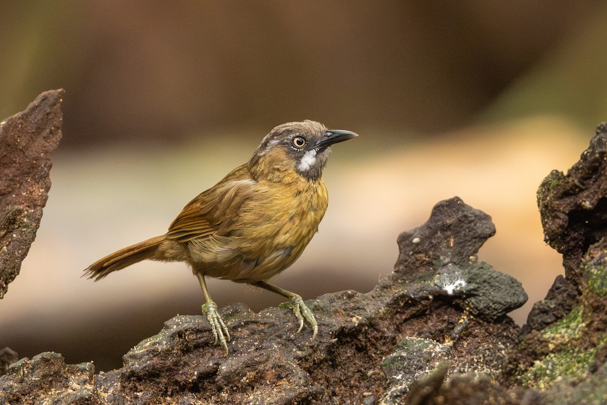 Gray-throated Babbler - ML642211348