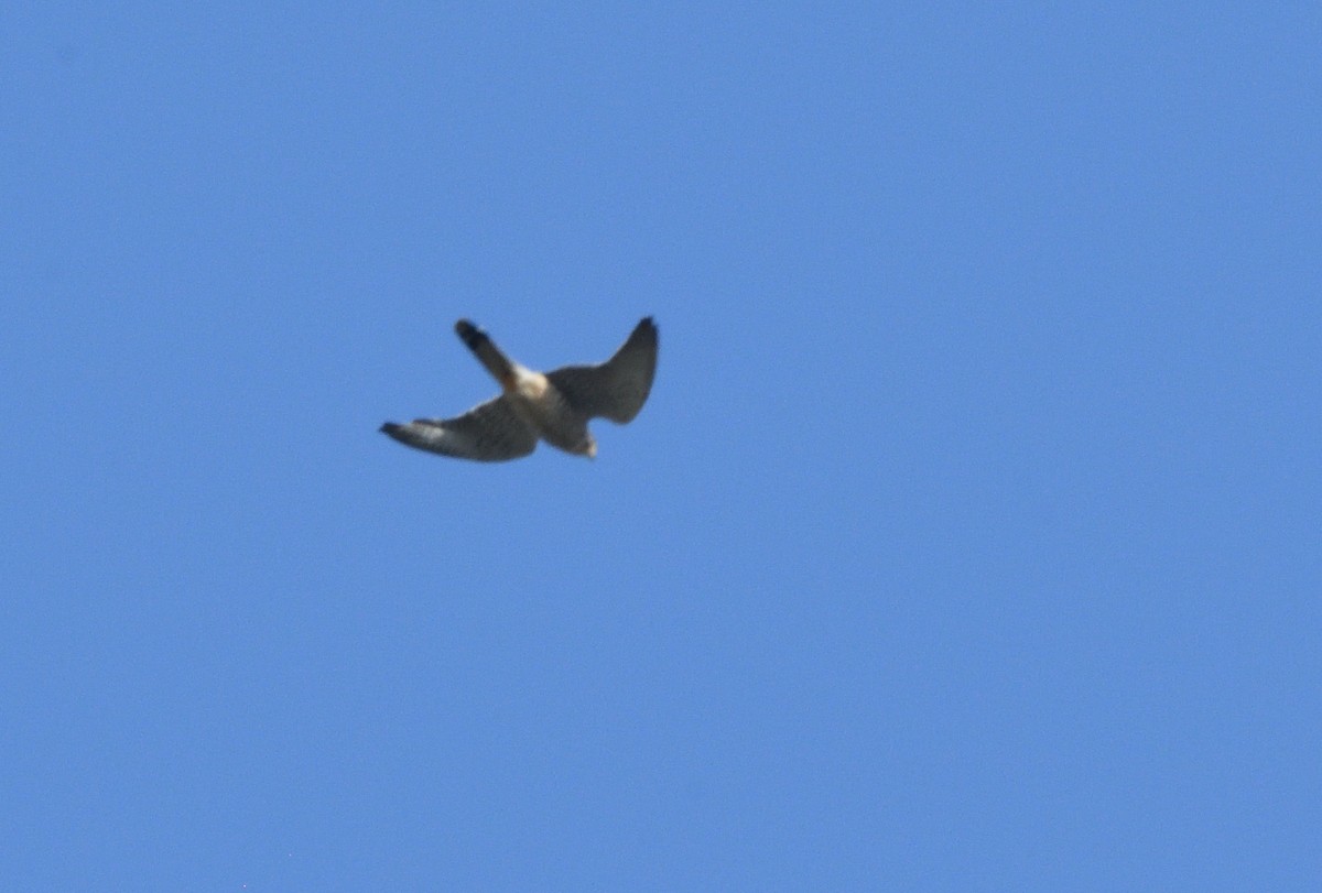 Eurasian Sparrowhawk - ML642211350