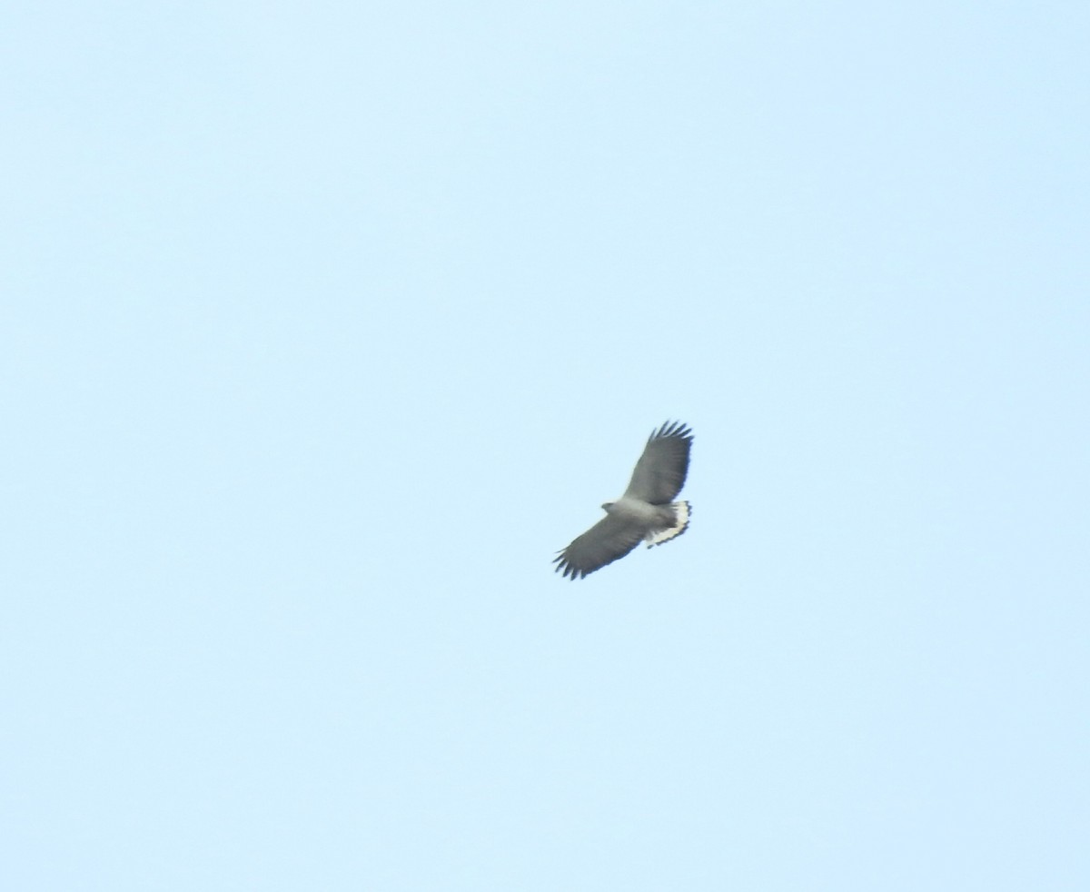 White-necked Hawk - ML642211356