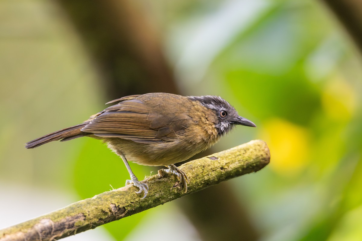 Gray-throated Babbler - ML642211361
