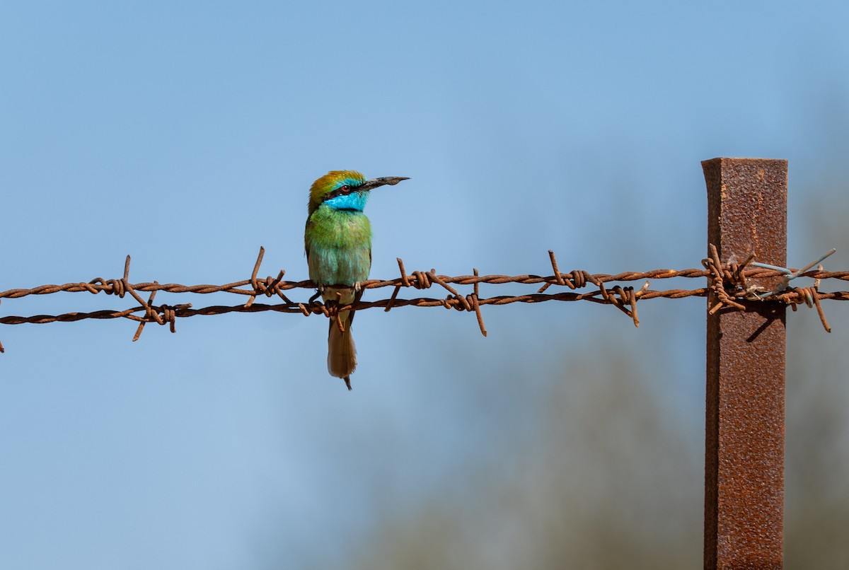 Arabian Green Bee-eater - ML642211363
