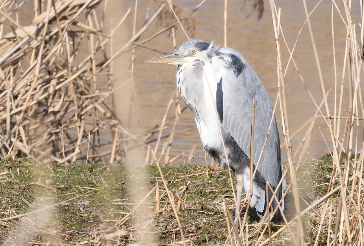 Gray Heron - ML642211370