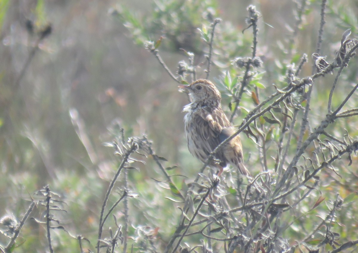 Cloud Cisticola (Cape) - ML642211374