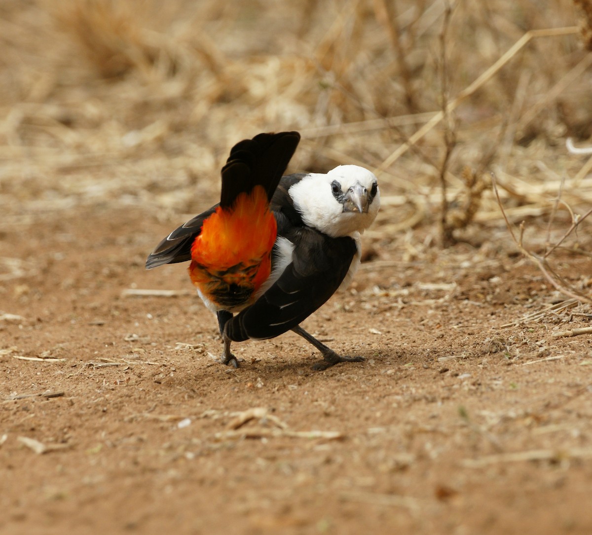 White-headed Buffalo-Weaver - ML642211377