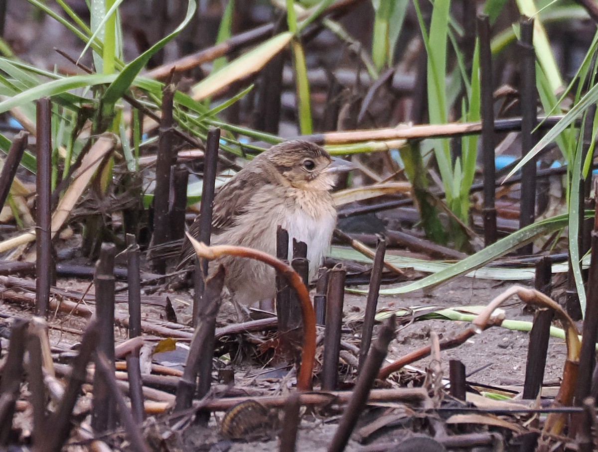 Seaside Sparrow - ML642211379