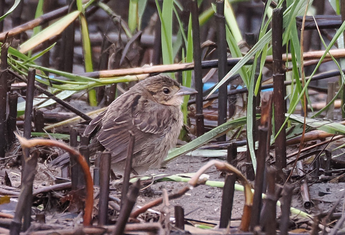Seaside Sparrow - ML642211384
