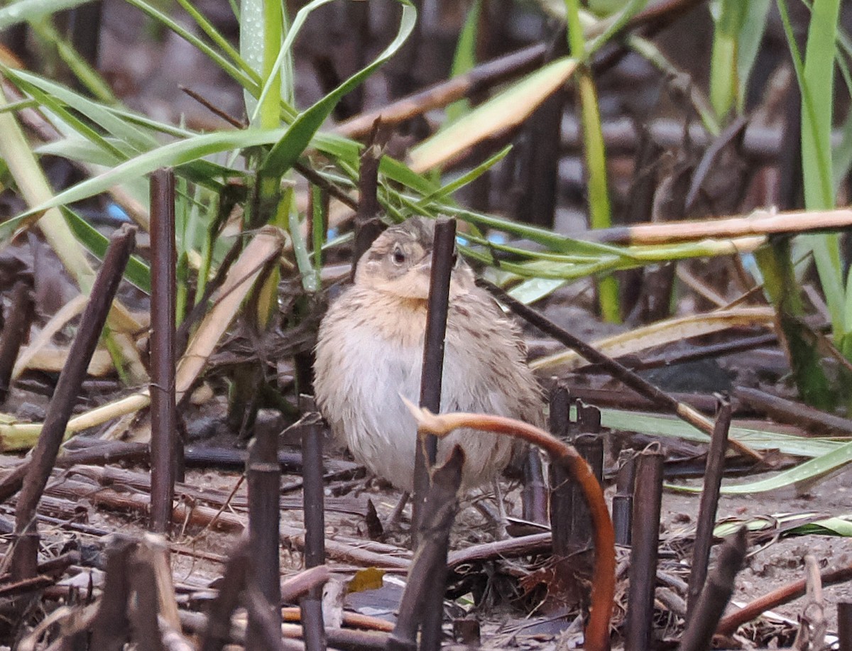 Seaside Sparrow - ML642211385