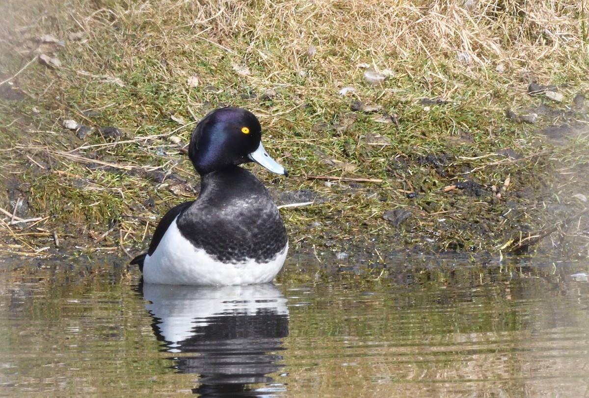 Tufted Duck - ML642211398