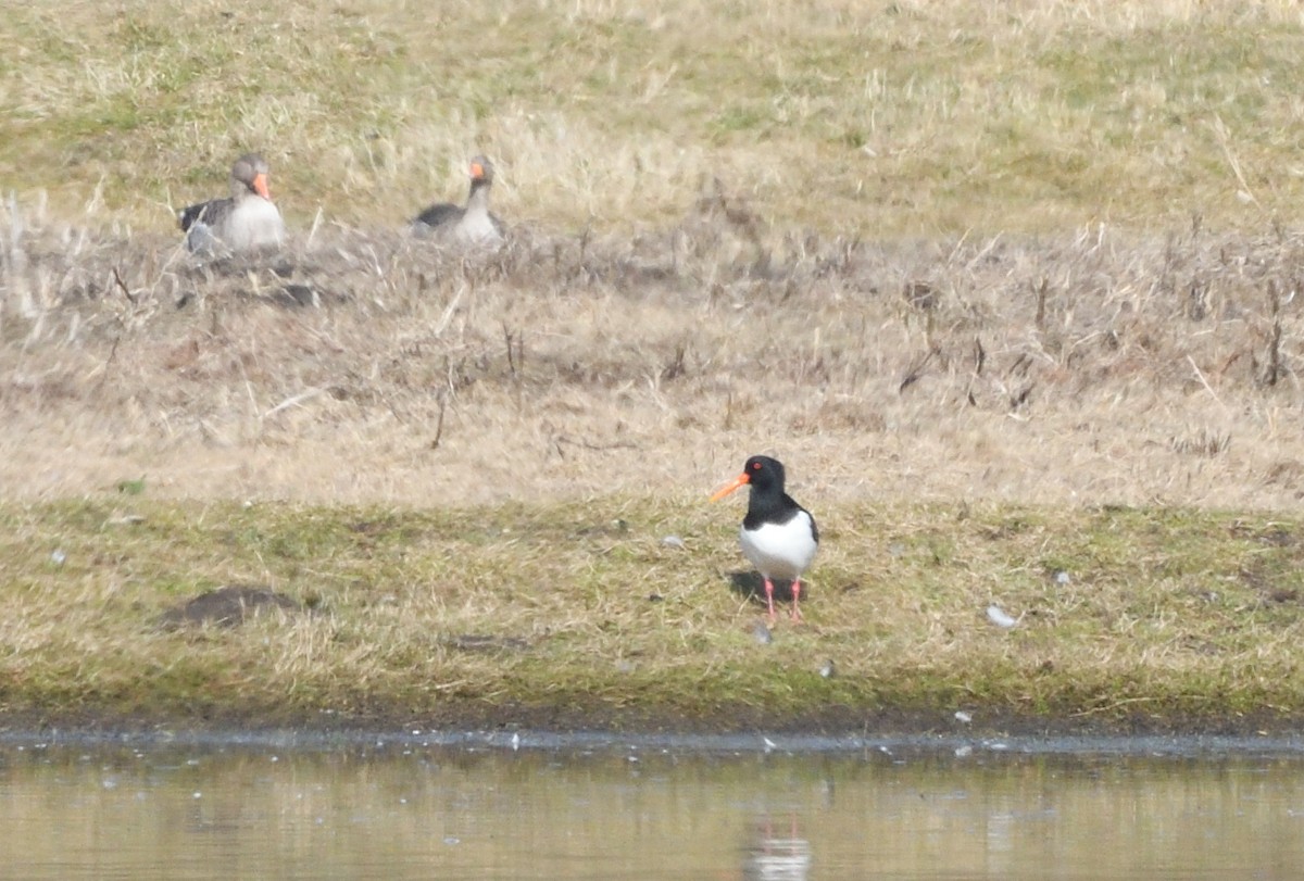 Eurasian Oystercatcher - ML642211403