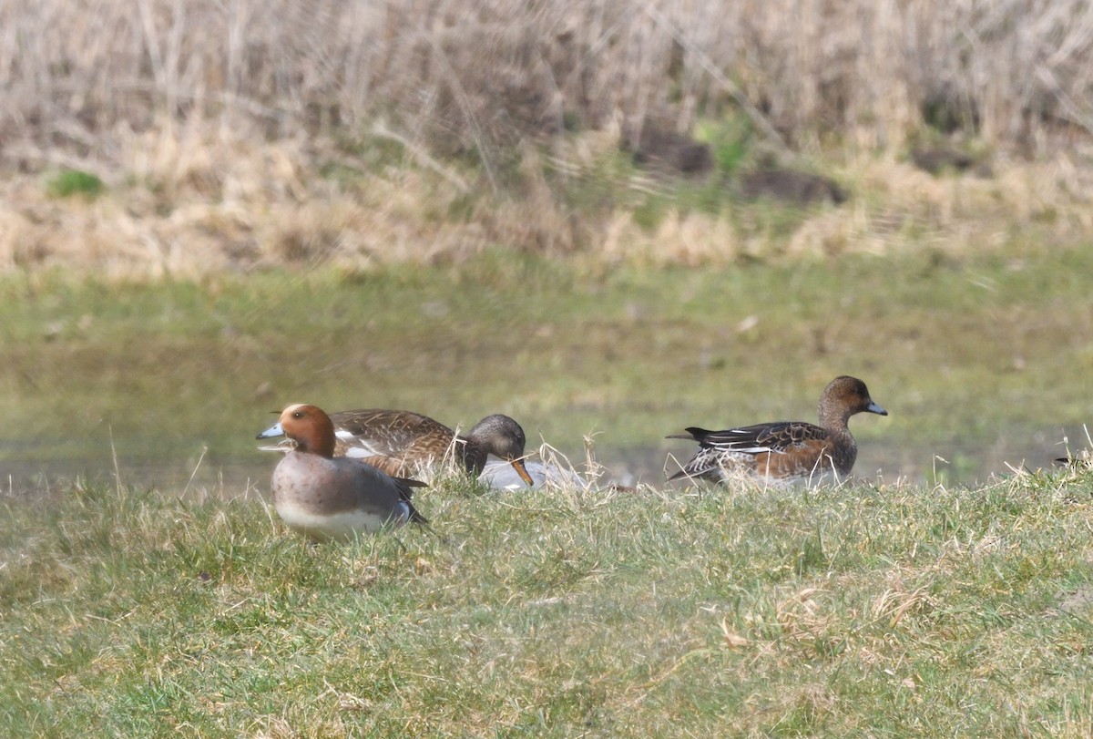Eurasian Wigeon - ML642211408