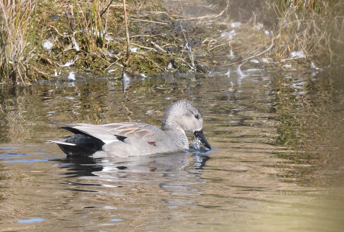 Gadwall - ML642211419