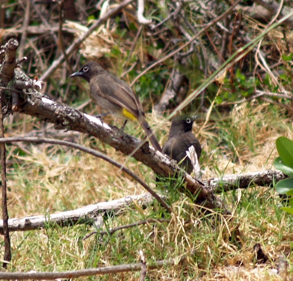 Cape Bulbul - ML642211422