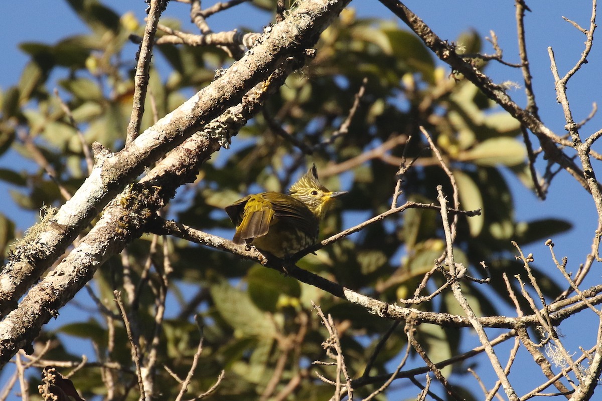 Bulbul strié - ML642211451