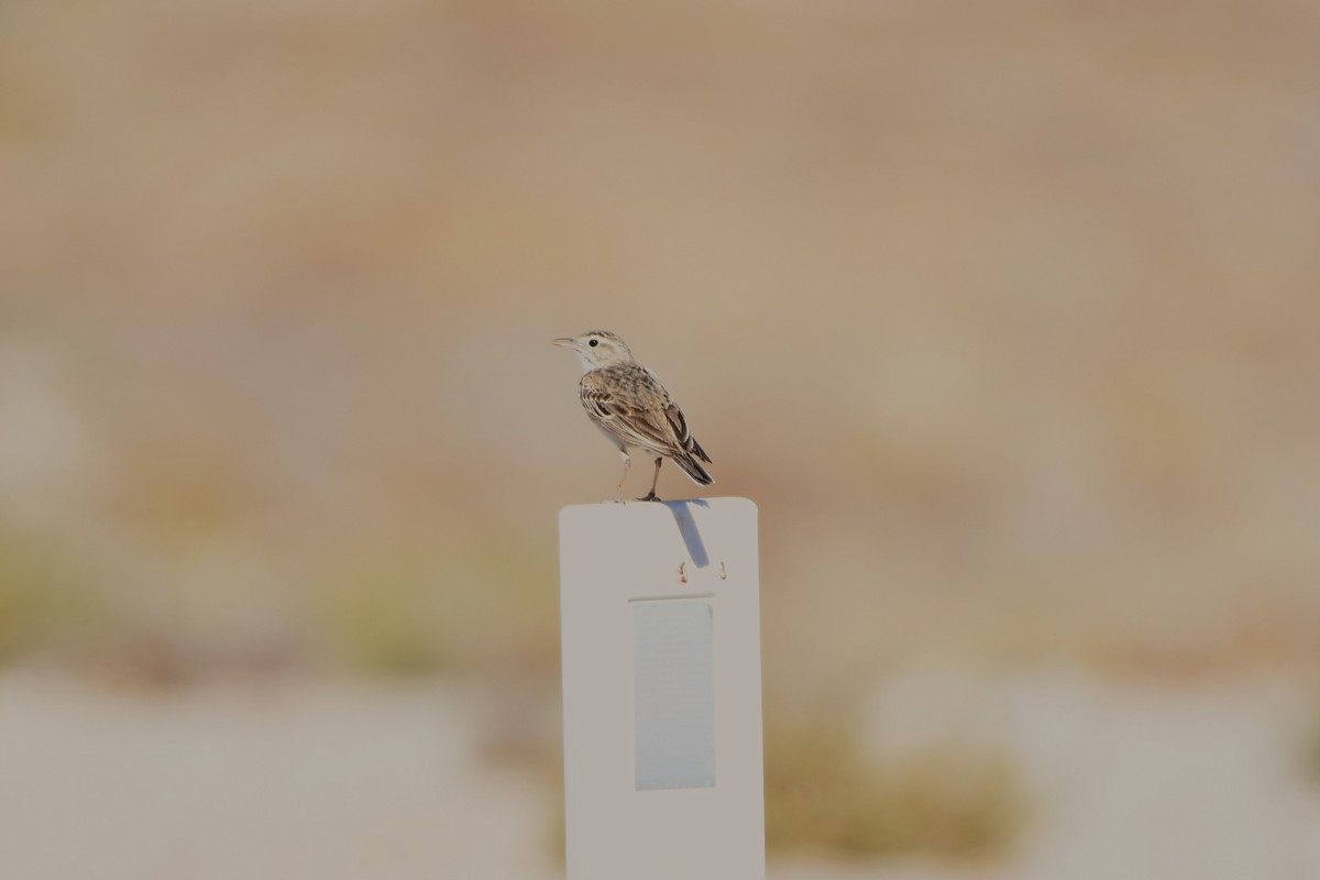 Australian Pipit - ML642211498