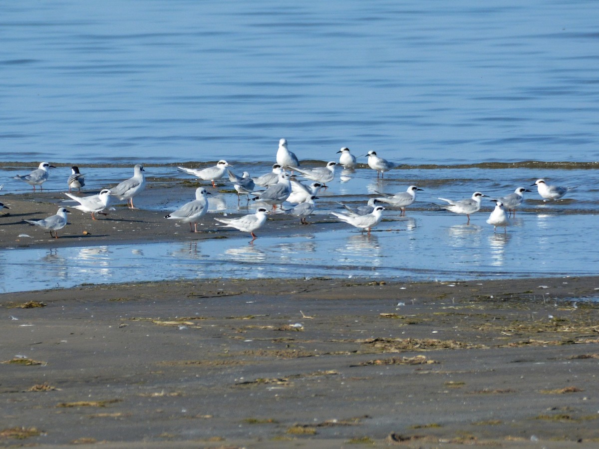 Forster's Tern - ML642211529
