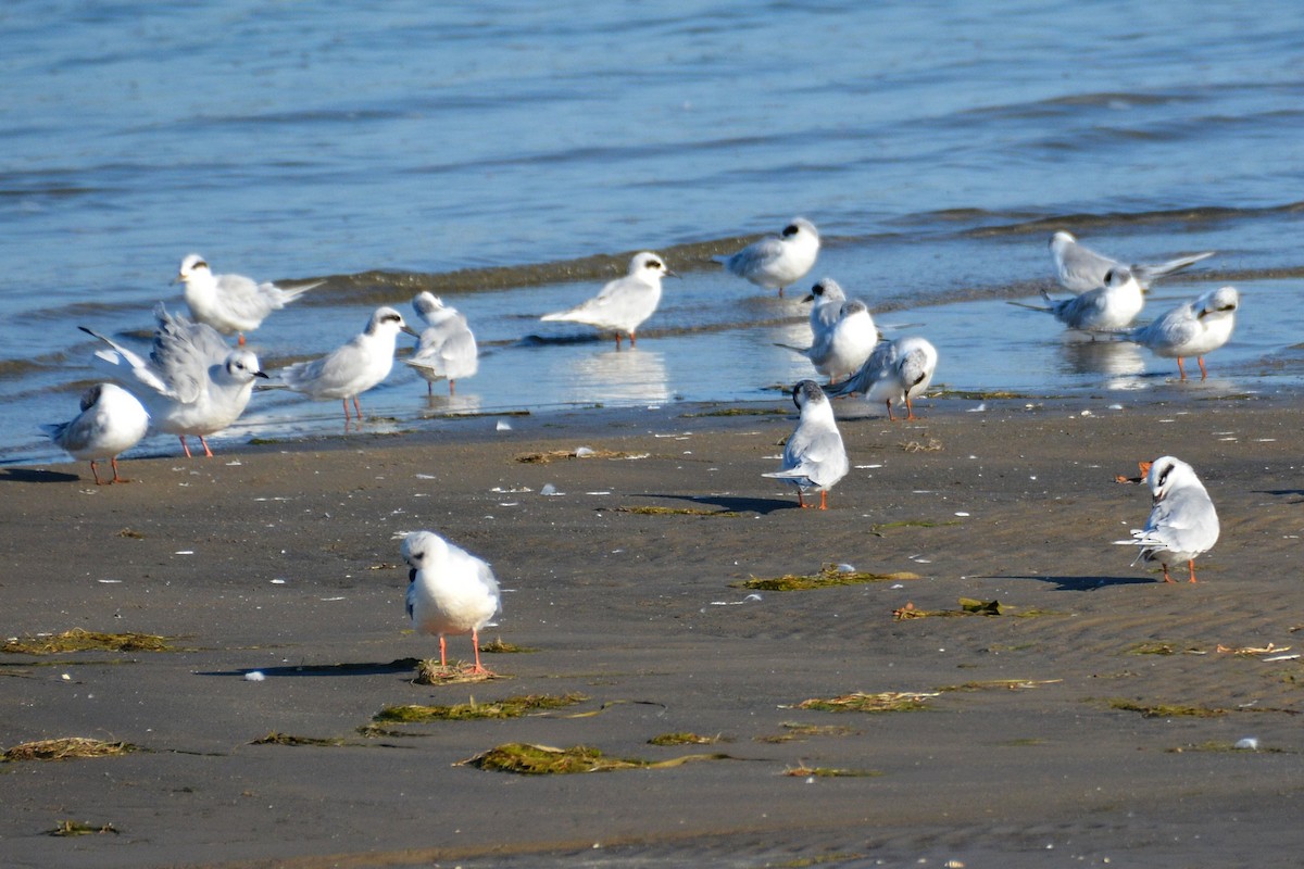 Forster's Tern - ML642211534
