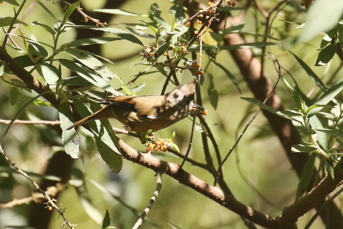 Yuhina à gorge striée - ML642211567
