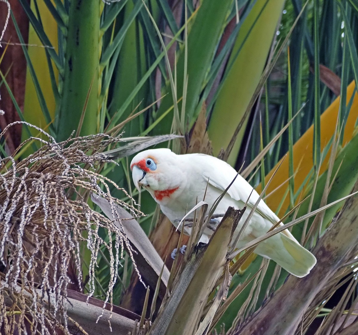 Long-billed Corella - ML642211571