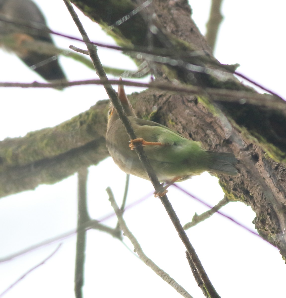 Brown-headed Barbet - ML642211572
