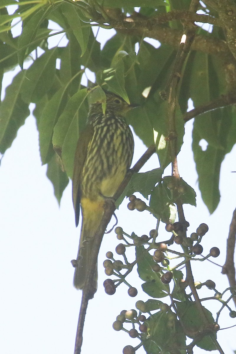 Bulbul strié - ML642211575