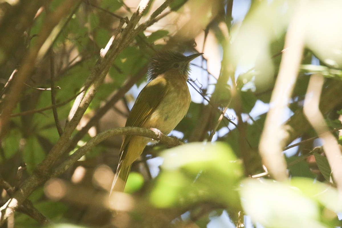 Bulbul de McClelland - ML642211585