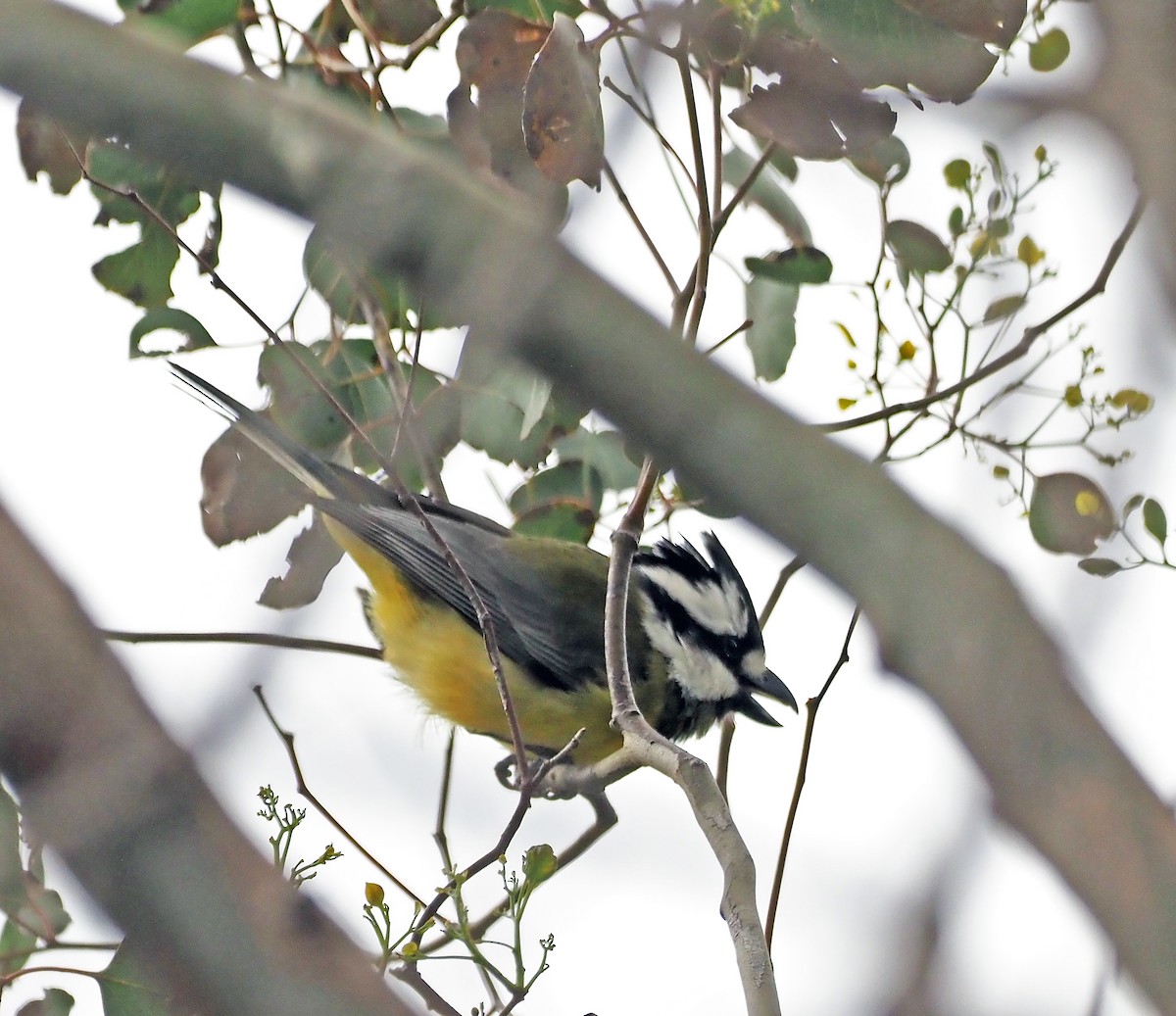 Eastern Shrike-tit - ML642211590
