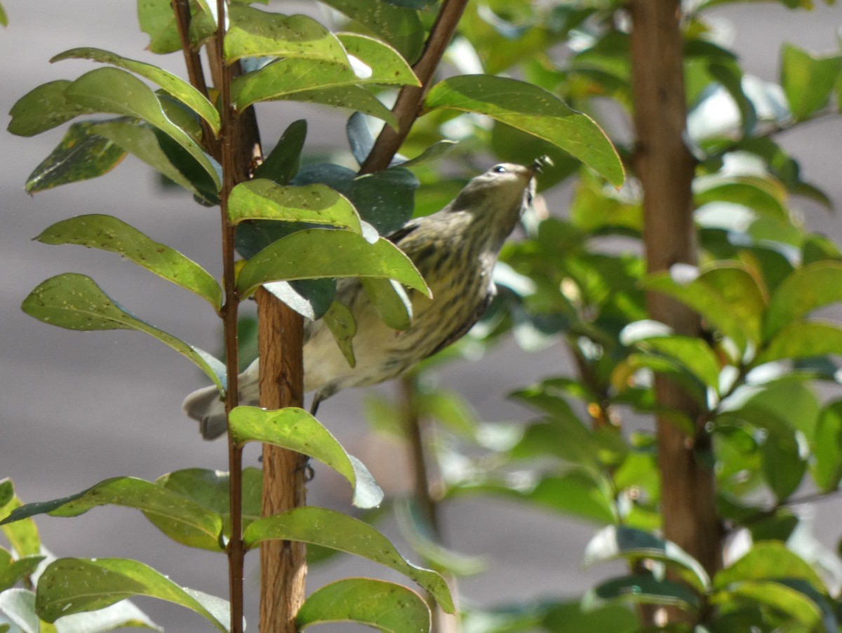 Cape May Warbler - ML642211594