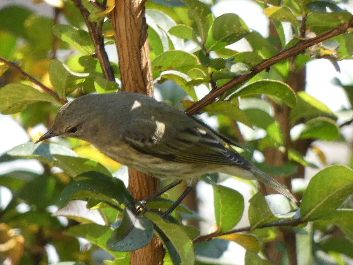Cape May Warbler - ML642211596