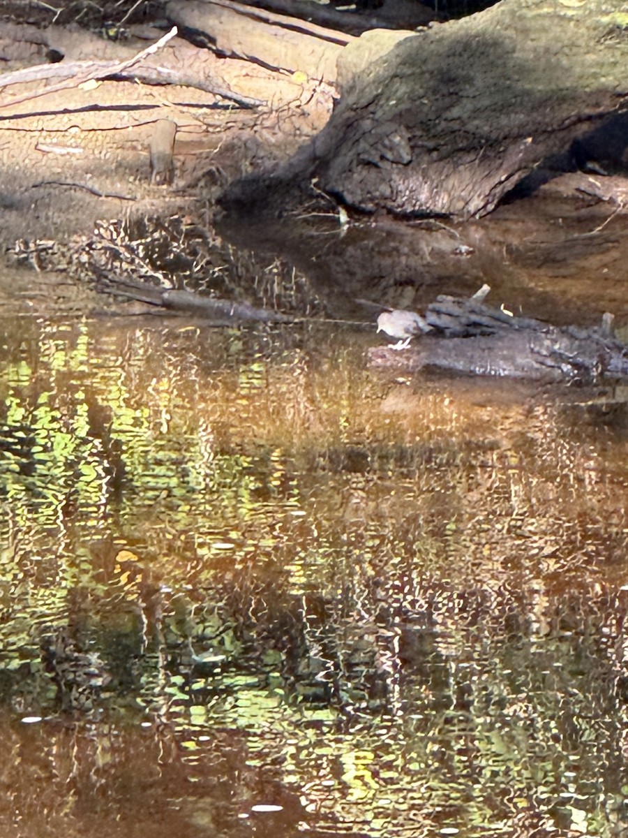 American Dipper - ML642211603