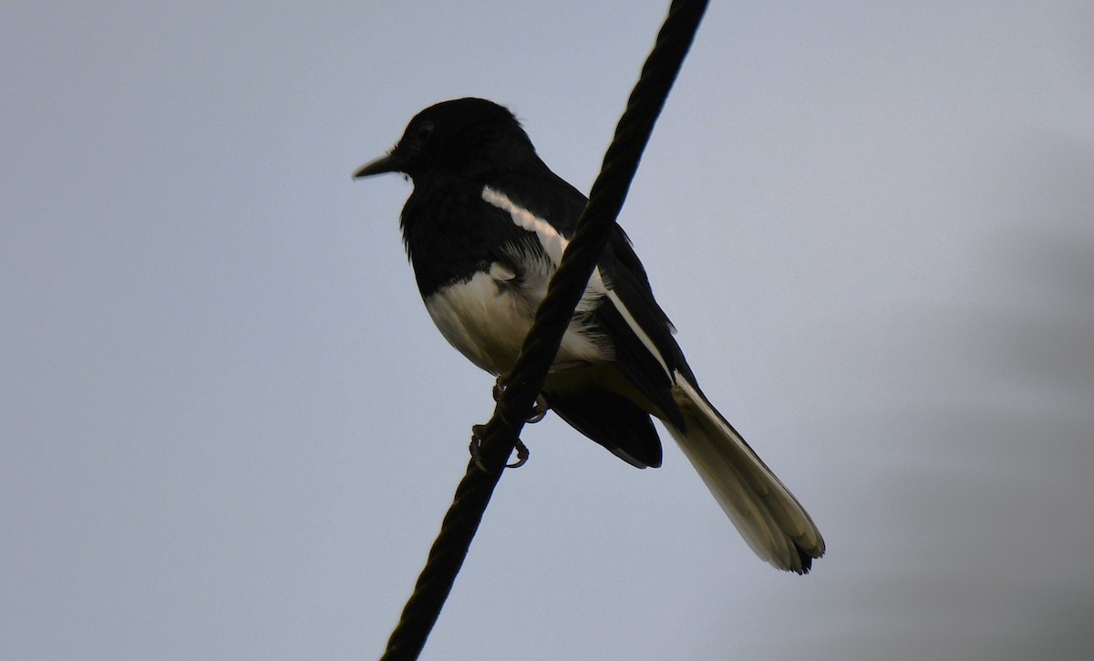 Oriental Magpie-Robin - ML642211604