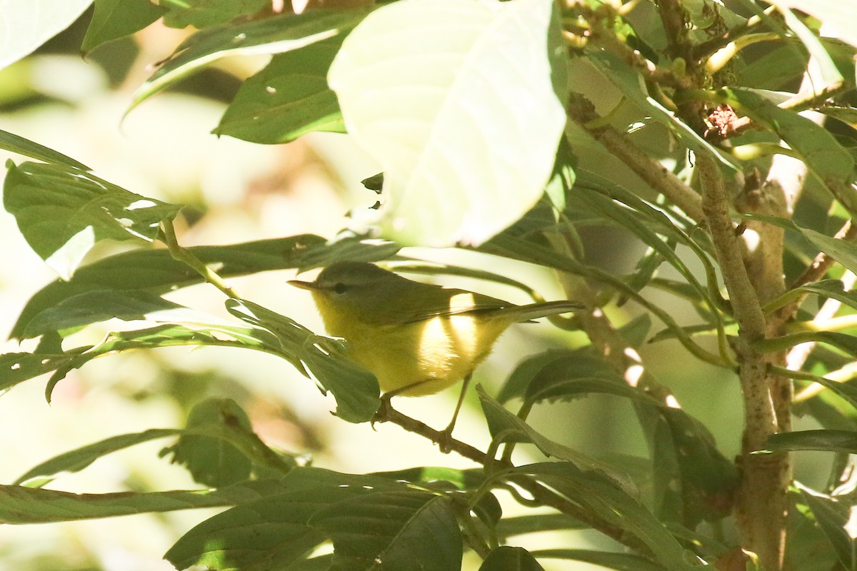 Gray-hooded Warbler - ML642211608