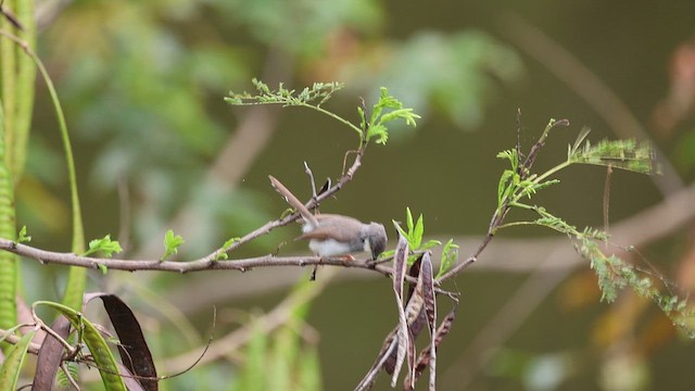 Gray-breasted Prinia - ML642211610